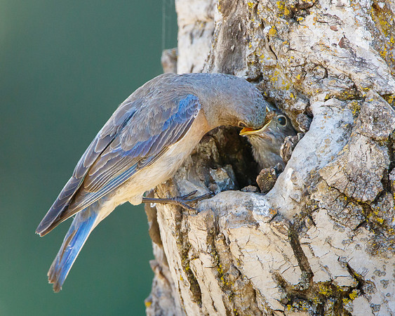 Western Bluebird, feeding nestling