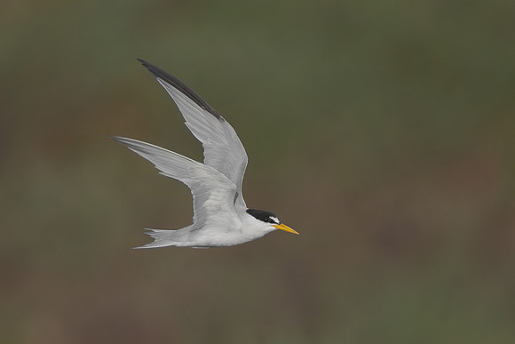 Least Tern