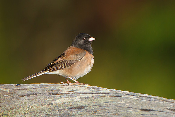 Dark-eyed Junco