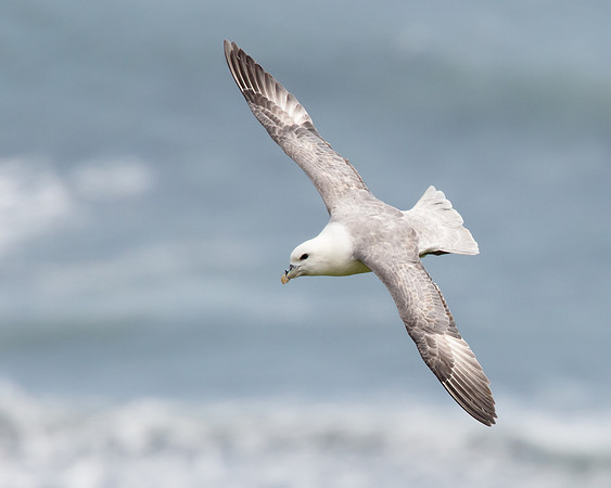 Northern Fulmar
