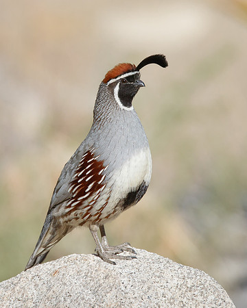 Gambel's Quail, male