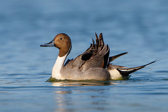 Northern Pintail