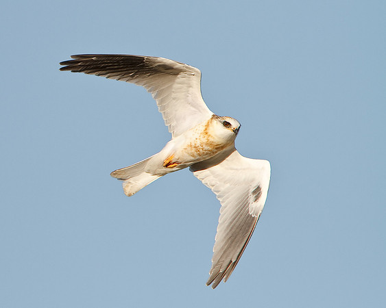 White-tailed Kite, juvenile
