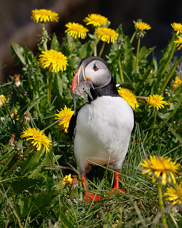 Atlantic Puffin at Borgarfjörður Eystri with fish brought back to burrow for chicks