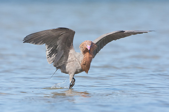 Reddish Egret