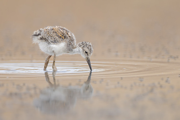 Black-necked Stilt, chick