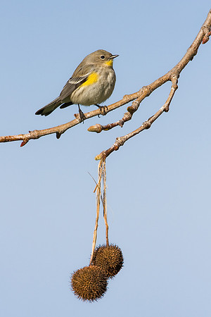 Yellow-rumped Warbler, with seed pods