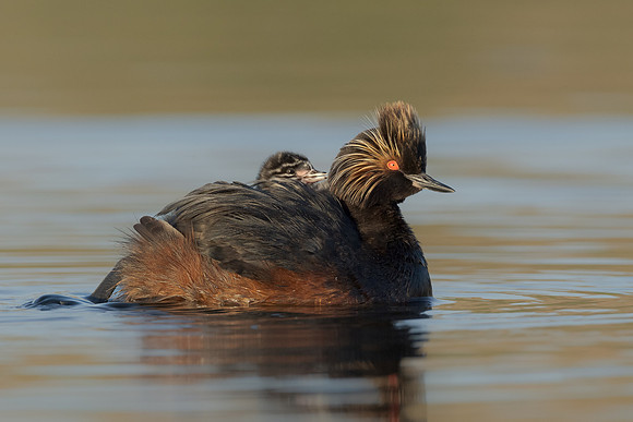 Eared Grebes, parent with chick