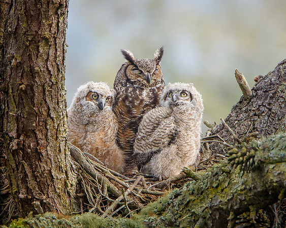 Great Horned Owl family
