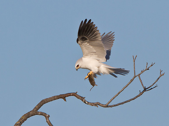 White-tailed Kite, with vole
