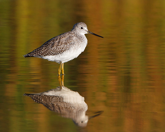 Greater Yellowlegs