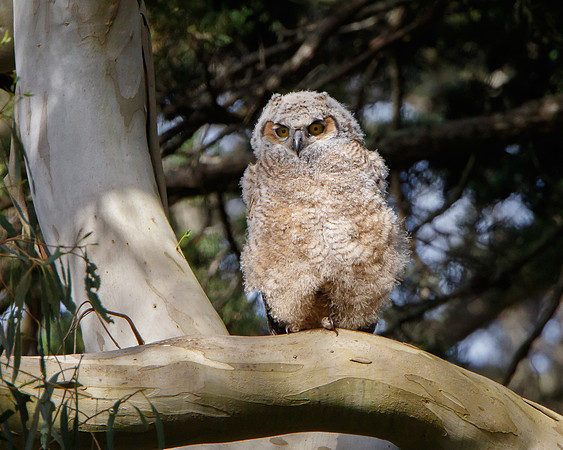 Great Horned Owl