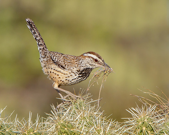 Cactus Wren, carrying nest material