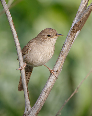 House Wren