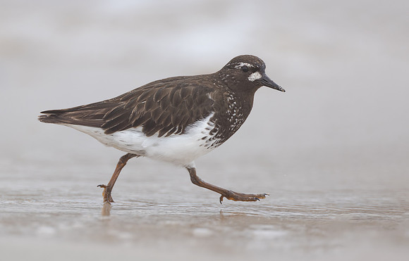 Black Turnstone