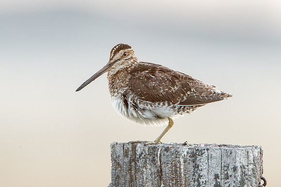 Wilson's Snipe