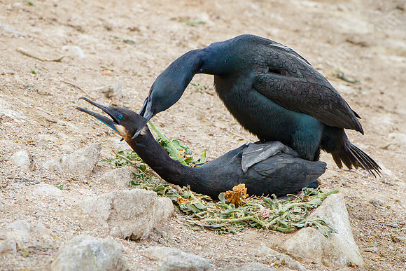 Brandt's Cormorants, mating