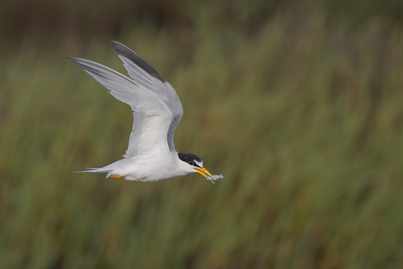 Least Tern