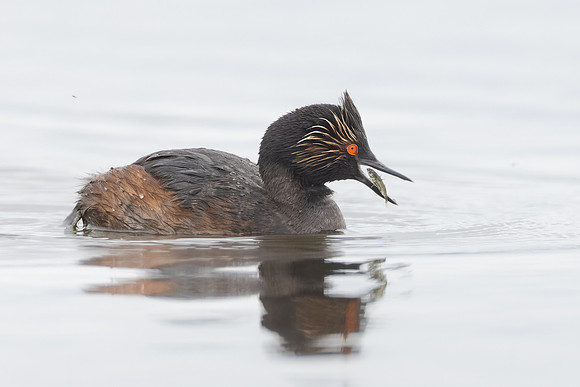 Eared Grebe