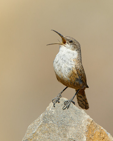 Canyon Wren