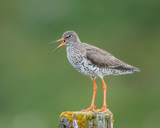 Common Redshank