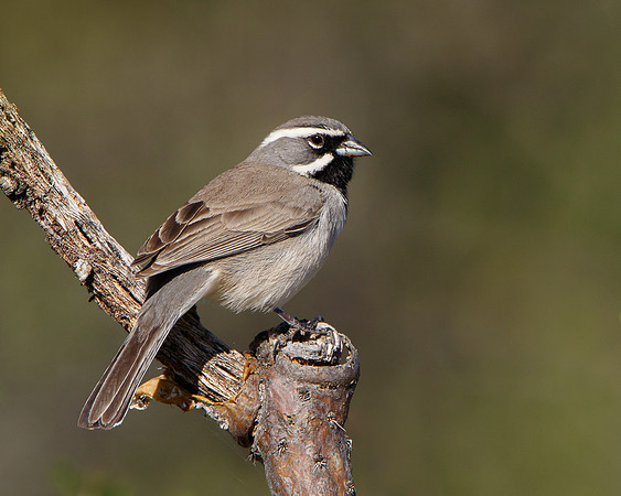 Black-throated Sparrow