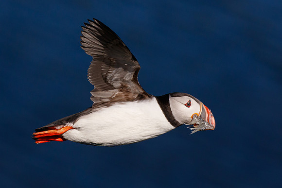 Atlantic Puffin