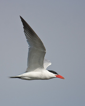 Caspian Tern