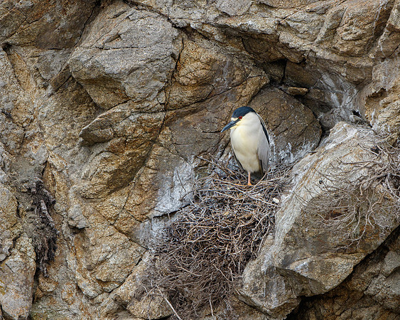 Black-crowned Night Heron, at nest