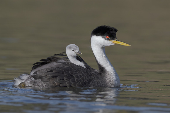 Western Grebes