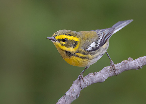 Townsend's Warbler