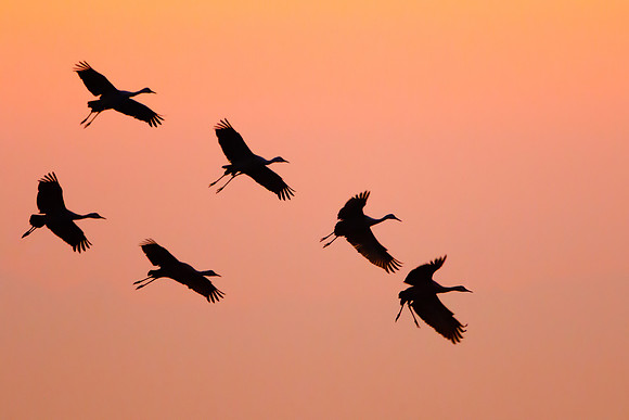Sandhill Cranes, sunset silhouette