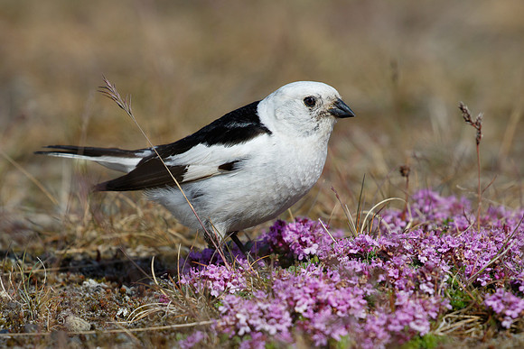 Snow Bunting