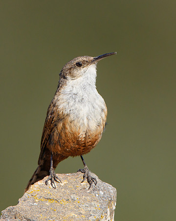 Canyon Wren