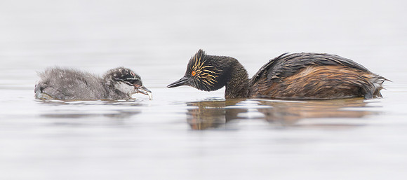 Eared Grebes