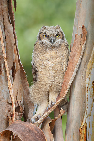 Great Horned Owl, fledgling