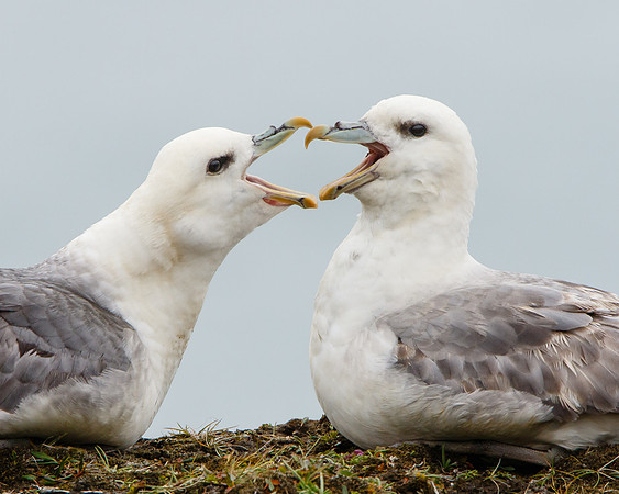 Northern Fulmar, courting pair