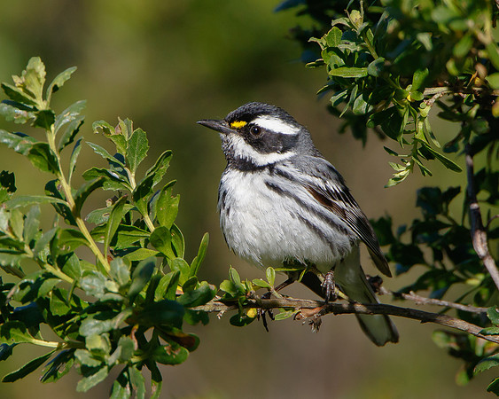 Black-throated Gray Warbler