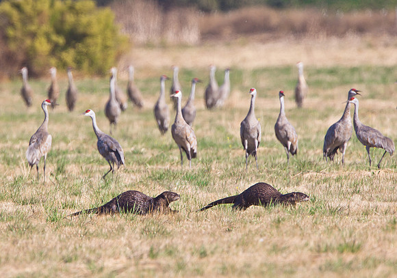 Sandhill Cranes with River Otters