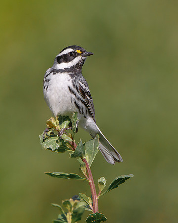 Black-throated Gray Warbler
