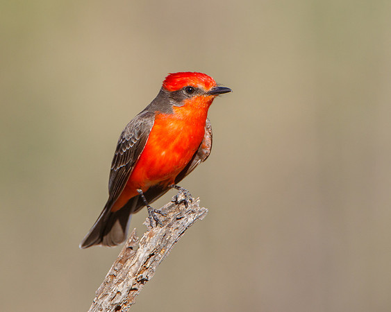 Vermilion Flycatcher, male