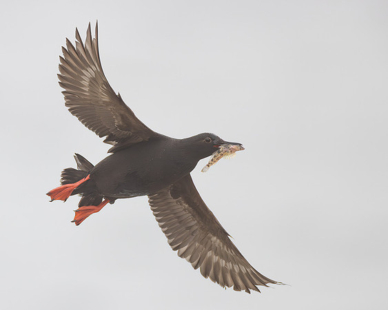 Pigeon Guillemot