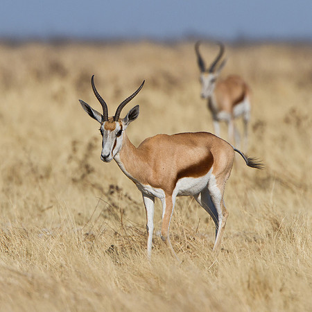 Springbok