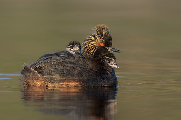 Eared Grebes, parent with chicks