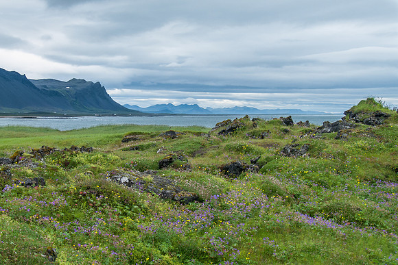 Moss covered lava fields near Búðir, West Iceland