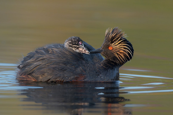 Eared Grebes, parent feeding chick
