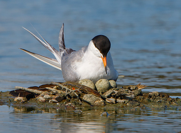 Forster's Tern, on nest with eggs