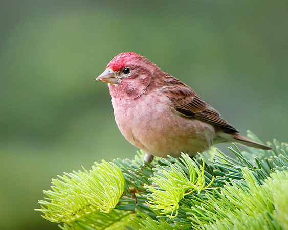 Cassin's Finch