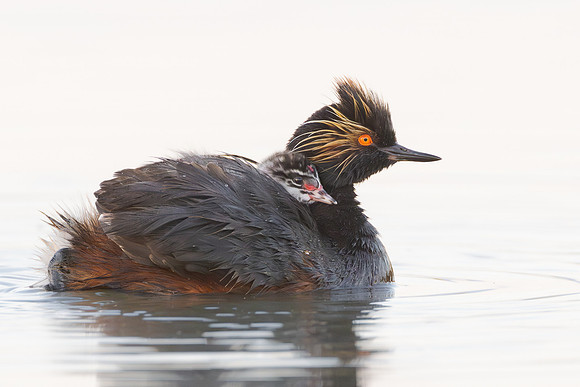 Eared Grebes, parent with chick