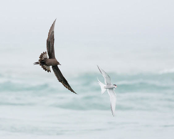Parasitic Jeager, chasing Arctic Tern